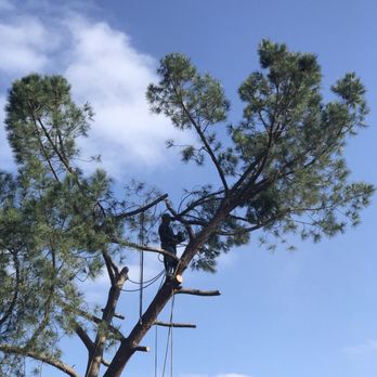 Pena Tree Service - Santos Sr., a true professional who takes his time and does it Right! - Tree Services Near Me
