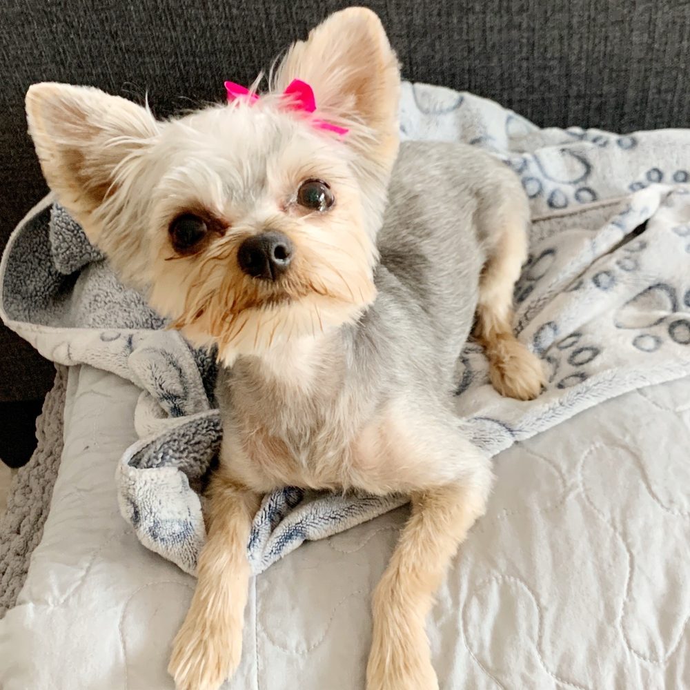 Posh Paws Pet Salon - Jill. 8-month Yorkie with the 2nd to shortest puppy cut and full face trim. - Pet Groomers Near Me - Modesto, California