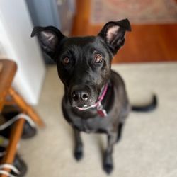 Doggie Au Pair - Dog