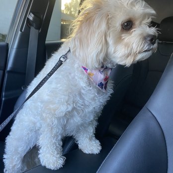 Coventry Pet Resort - Before grooming with Francis - Pet Sitting Near Me - Redlands, California