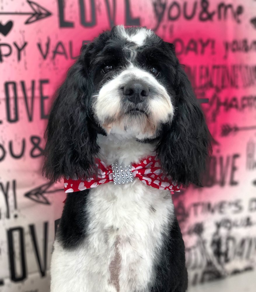 MUDDY PAWS DOG SPA Station Road, Tilbury, Thurrock, United Kingdom Yelp