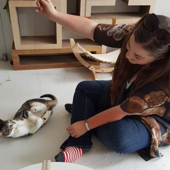 KitTea - Pet Adoption Near Me - San Francisco, California