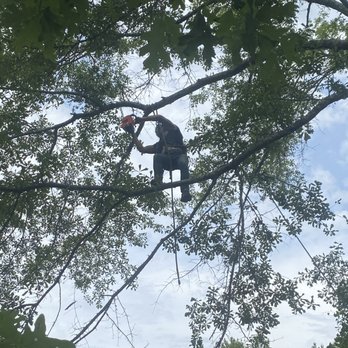 Adams Tree Service - Out on a limb - Tree Services Near Me Adams Tree Service - Out on a limb - Tree Services Near Me