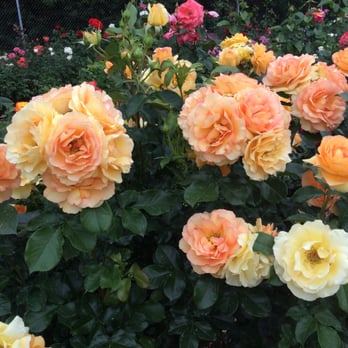 Dow Gardens - Rose garden - Botanical Gardens Near Me - Midland, Michigan Dow Gardens - Rose garden - Botanical Gardens Near Me - Midland, Michigan
