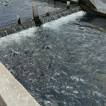 Fillmore Fish Hatchery - Wildlife Control Near Me - Fillmore, California Fillmore Fish Hatchery - Wildlife Control Near Me - Fillmore, California