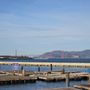 Photo of Sea Lions Marina
