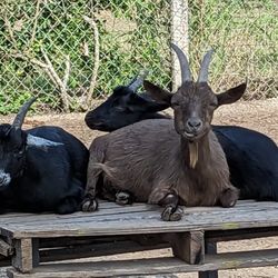 Rancho Los Tres Corales