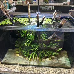 aquarium set up.