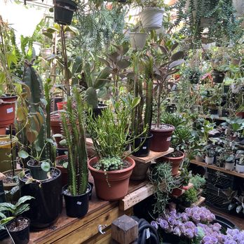 Natural Spirit - More plants in the back area - Spiritual Shop Near Me - Brooklyn, New York Natural Spirit - More plants in the back area - Spiritual Shop Near Me - Brooklyn, New York