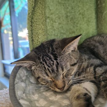 Whiskerwood Haven - Animal Shelters Near Me - San Francisco, California