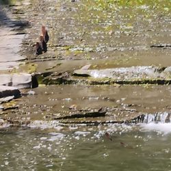 Shequaga Falls Park - River otters (3 climbing, 2 swimming)