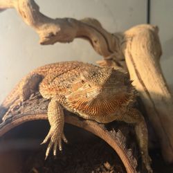 Animal Ark Pet Stores - My bug eating baby who's so happy she got her roaches