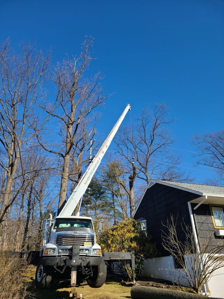 Navarro Lawn And Tree Services - tree service in Montclair, NJ