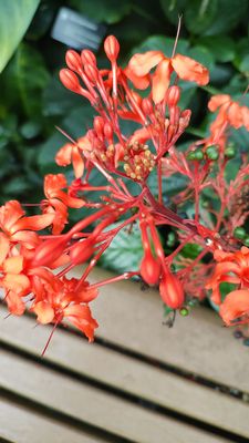 Missouri Botanical Garden by null