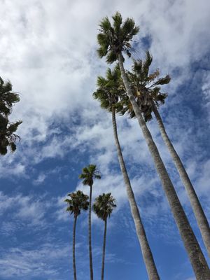 Mission Bay Park by null