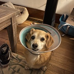 Morgantown Veterinary Care