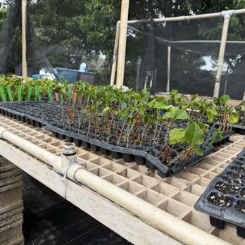 Hibiscus Lady Nursery - Baby plants - Nurseries & Gardening Near Me - Waialua, Hawaii Hibiscus Lady Nursery - Baby plants - Nurseries & Gardening Near Me - Waialua, Hawaii