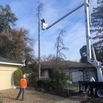 Stone Tree - Tree Services Near Me - Concord, California Stone Tree - Tree Services Near Me - Concord, California