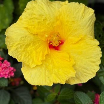 Perennial Gardens - Yellow Hibiscus - 7/30/2025 - Florists Near Me - Bedford, New York