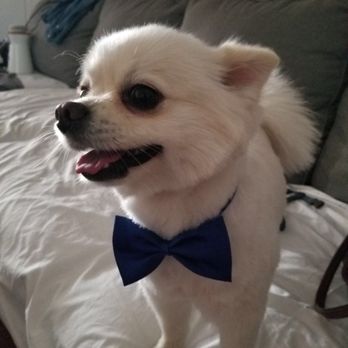 Dazzling Pup - Bee after the cut - Pet Groomers Near Me - San Gabriel, California