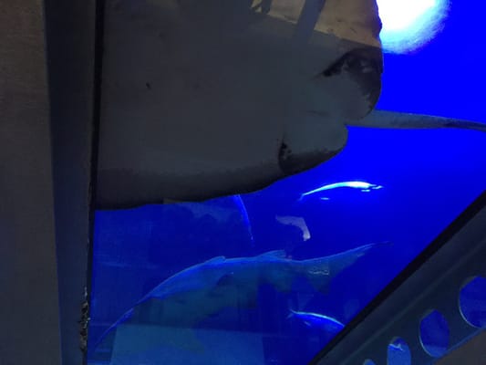 National Marine Aquarium by null