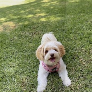 Q d Doggie - Pet Groomers Near Me - Lake Forest, California