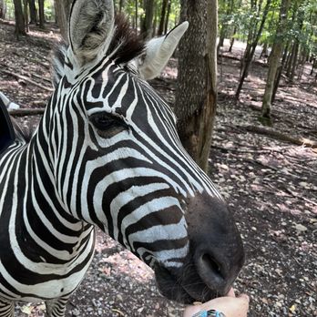 Briarwood Ranch Safari Park - Parks Near Me - Bybee, Tennessee Briarwood Ranch Safari Park - Parks Near Me - Bybee, Tennessee