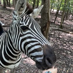 Briarwood Ranch Safari Park