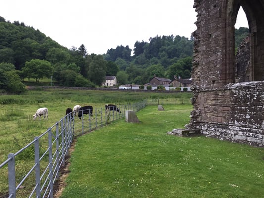 Tintern Abbey by null