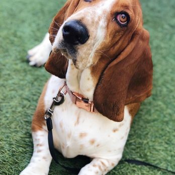 Viewpoint Brewing - My dog enjoying their side area and begging for a homemade treat - Breweries Near Me - Del Mar, California Viewpoint Brewing - My dog enjoying their side area and begging for a homemade treat - Breweries Near Me - Del Mar, California