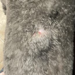 Nicked my dog's back Nicked my dog's back