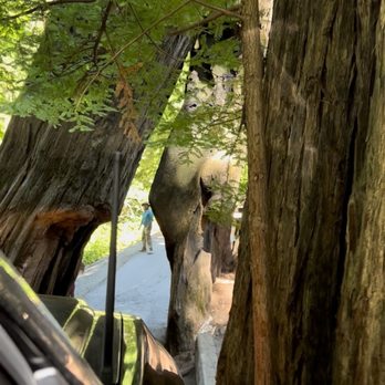 Shrine Drive Thru Tree - View from passenger window before we entered. As I pulled in my mirror I realized hanging my phone out the window wasn't going to happen. - Landmarks & Historical Buildings Near Me - Meyers Flat, California Shrine Drive Thru Tree - View from passenger window before we entered. As I pulled in my mirror I realized hanging my phone out the window wasn't going to happen. - Landmarks & Historical Buildings Near Me - Meyers Flat, California