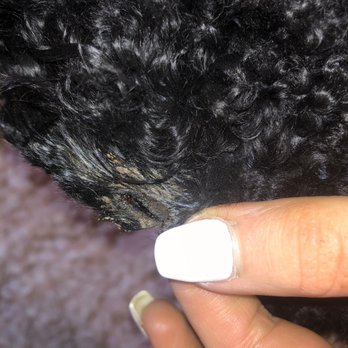 Furry Friends Express - Cut in his ear. - Pet Groomers Near Me - Huntersville, North Carolina Furry Friends Express - Cut in his ear. - Pet Groomers Near Me - Huntersville, North Carolina