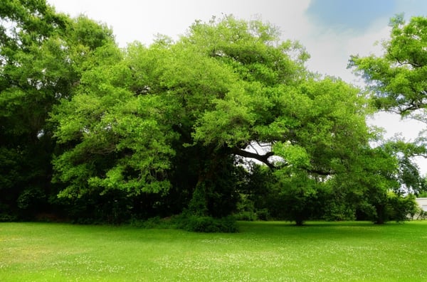 Grand Magnolia Ballroom & Suites by null