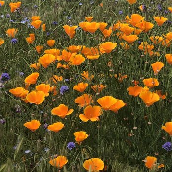 The Wildlands Conservancy - Community Service/Non-Profit Near Me - Oak Glen, California The Wildlands Conservancy - Community Service/Non-Profit Near Me - Oak Glen, California