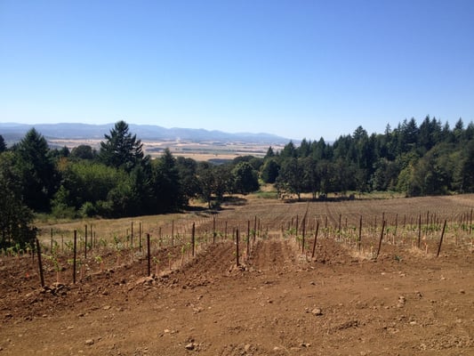Bryn Mawr Vineyards by null