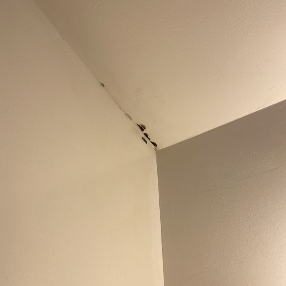Environmental Risk Analysis - Black mold that they tested for me. - Professional Services Near Me - Honolulu, Hawaii Environmental Risk Analysis - Black mold that they tested for me. - Professional Services Near Me - Honolulu, Hawaii