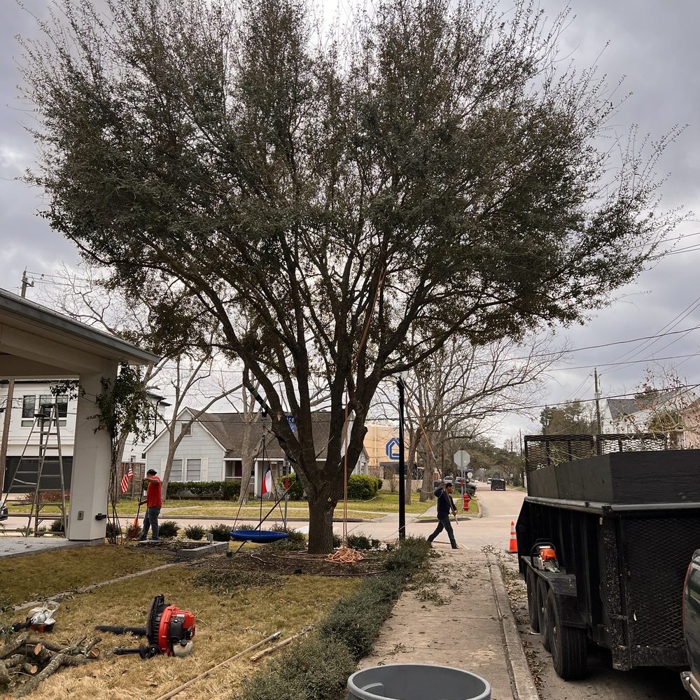 Cortes Tree Services - Off the house - Tree Services Near Me Cortes Tree Services - Off the house - Tree Services Near Me