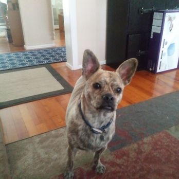 Klub K9 - Scout - Pet Sitting Near Me