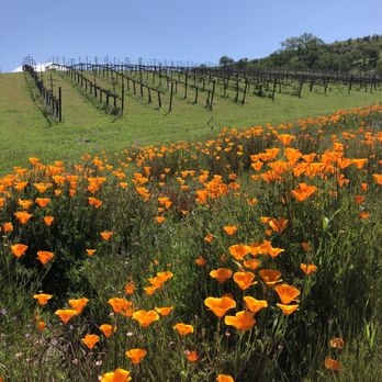 Mystic Hills Vineyard - a field of california poppies - Wineries Near Me - San Miguel, California Mystic Hills Vineyard - a field of california poppies - Wineries Near Me - San Miguel, California