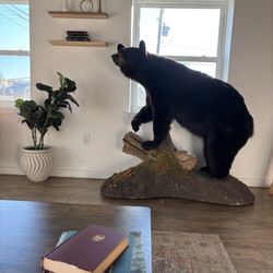 The Cub Cafe - View from a couch with fantastic coffee
