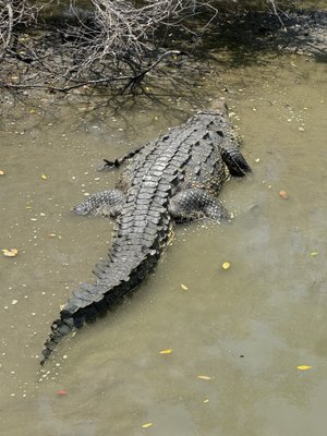 El Cora Crocodile Sanctuary by null