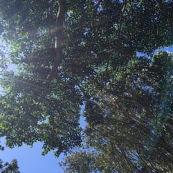 Lake Ainsworth - The leafy greens around the lake