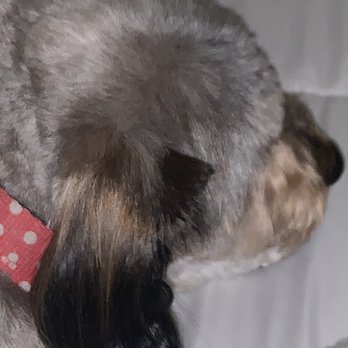 Petco - Half of her ear was chopped off about 4 inches on one side leaving this jagged uneven piece sticking out. - Pet Groomers Near Me - Henderson, Nevada
