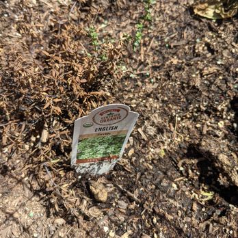 Armstrong Garden Centers - Armstrong English thyme after 1 week - Nurseries & Gardening Near Me - Anaheim, California Armstrong Garden Centers - Armstrong English thyme after 1 week - Nurseries & Gardening Near Me - Anaheim, California