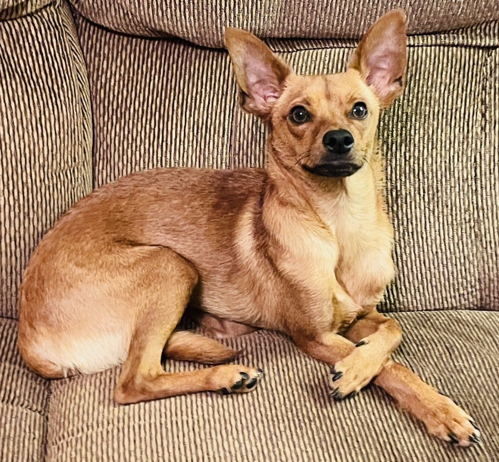 THE CAT LADY PET SITTING Updated September 2024 17 Photos & 38