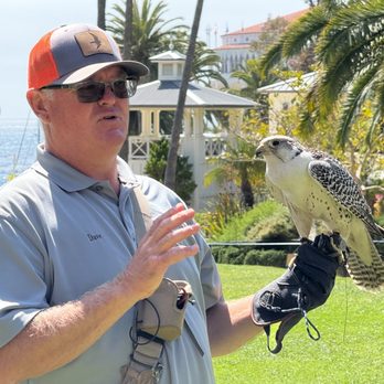 Catalina Falconry Experience - Active Life Near Me - Avalon, California Catalina Falconry Experience - Active Life Near Me - Avalon, California
