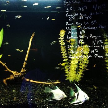 Ultimate Aquarium - Aquarium Services Near Me - San Mateo, California Ultimate Aquarium - Aquarium Services Near Me - San Mateo, California