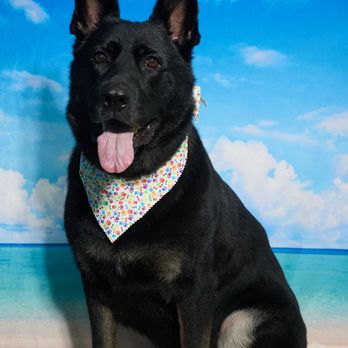 Shear Quality Pet Grooming - Pet Groomers Near Me - Shelby Township, Michigan Shear Quality Pet Grooming - Pet Groomers Near Me - Shelby Township, Michigan