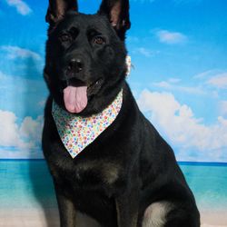 Shear Quality Pet Grooming